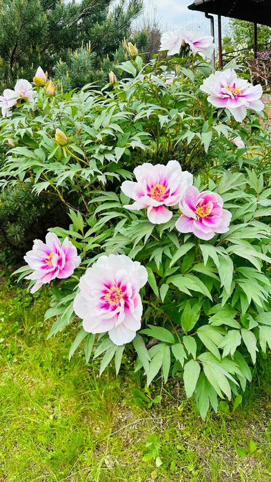 Будинок S=265 кв.м. на 0,5 га  в с. Великі Дмитровичі