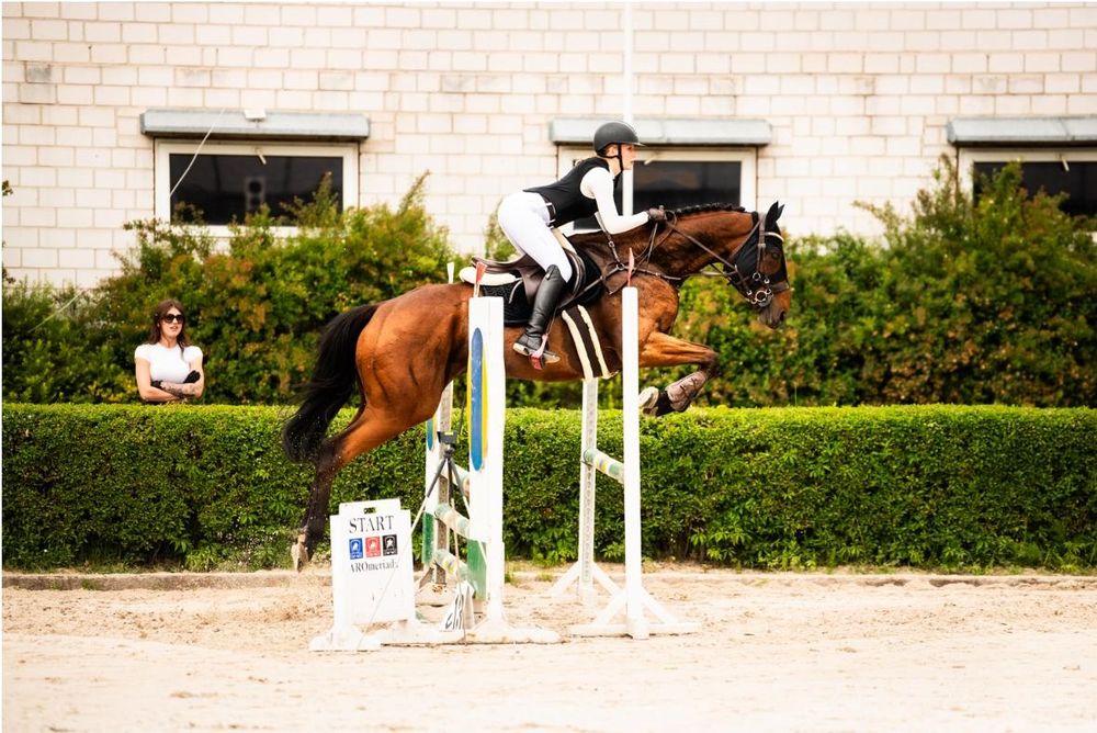 Sprzedam Pięknego Konia Folbluta