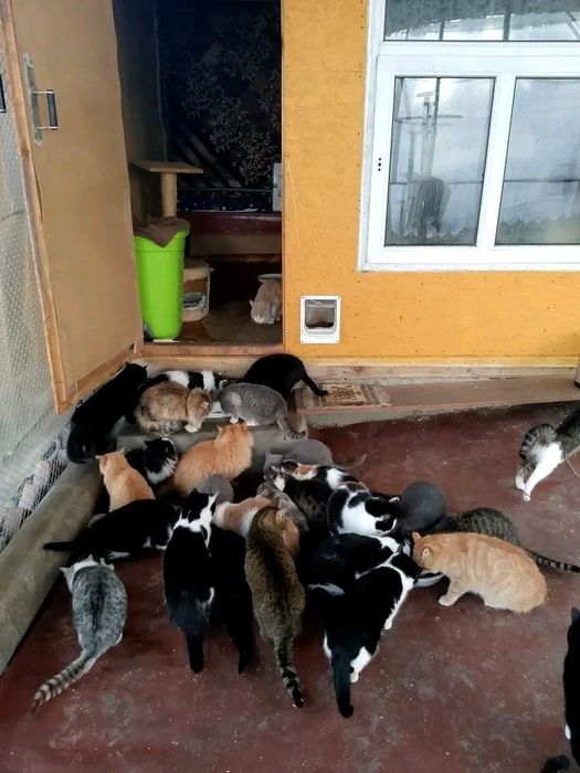 Котики у відповідальні родини