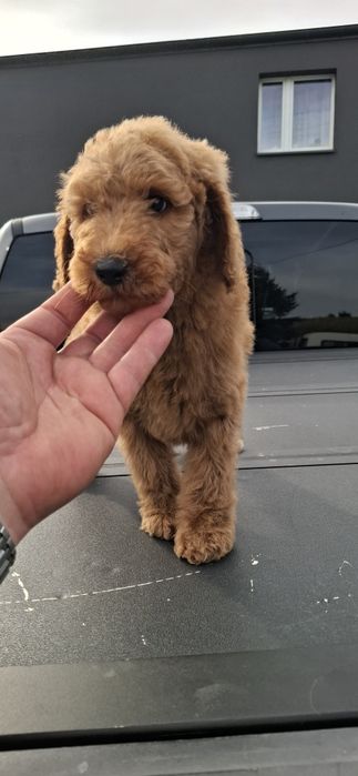 Goldendoodle f1b standard