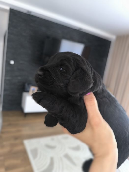 Pieski po spanielu