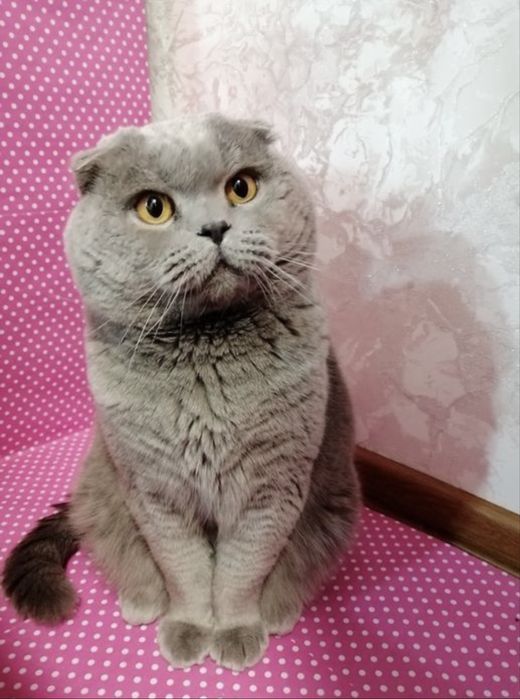 Шотландскі котята