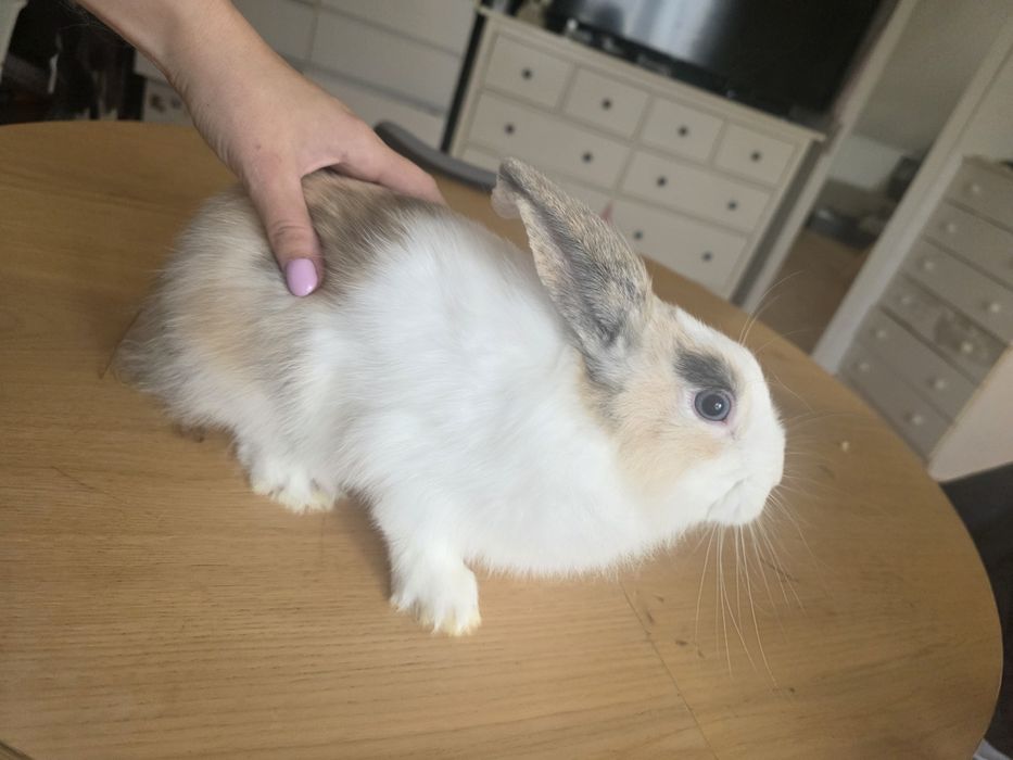 Do oddania w dobre ręce