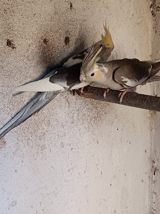 Casal de caturras (reservadas)