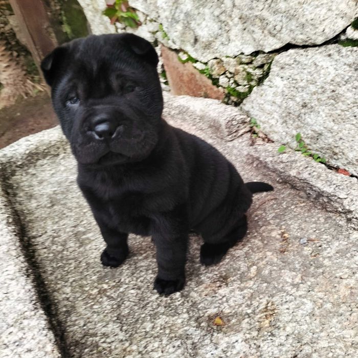 Shar pei macho lindo