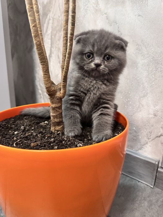 Шотландські кошенята. висловухий котик, та прямовуха дівчинка