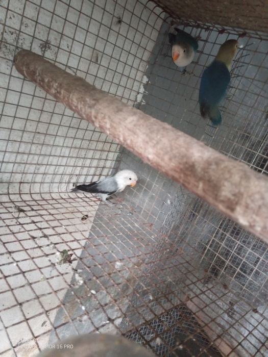 Vendo agapornis fisher