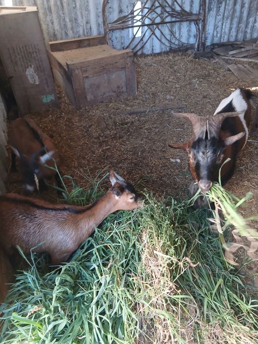 Animais de quinta e aves