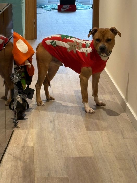 Adoçao responsavel , pitbull  staffordshire