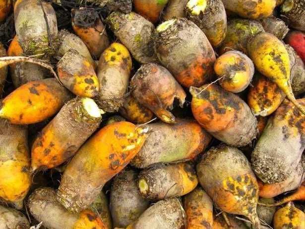 Buraki pastewne żółto pomarańczowe