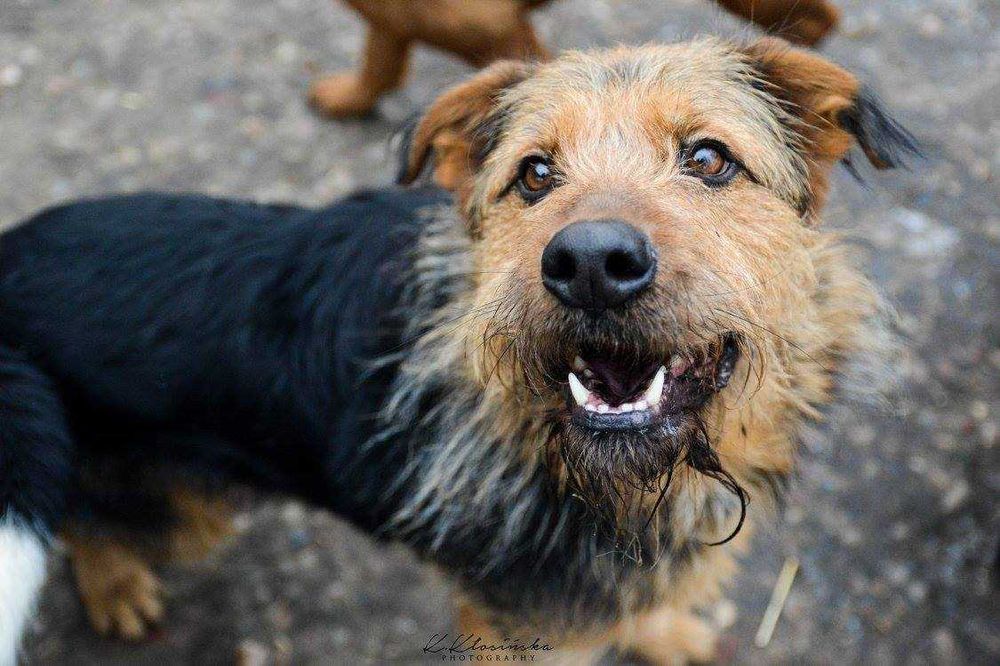 Wezyr - inteligentny psiak w typie terriera