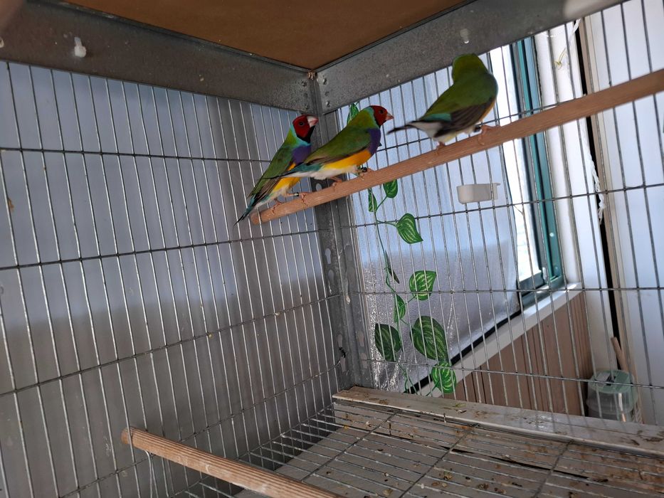 Diamantes de Gould e bengalins