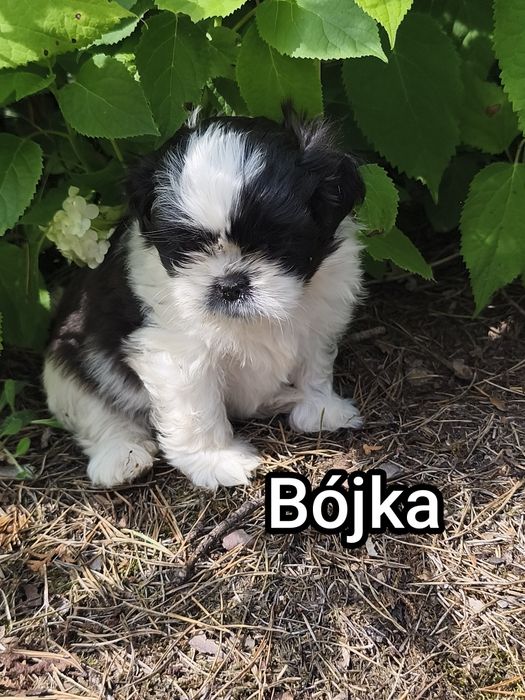 Dwie cudne suczki shih tzu