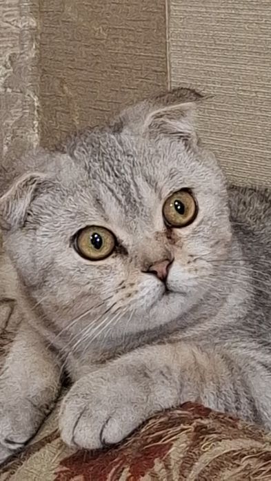 Шотландські кошенята