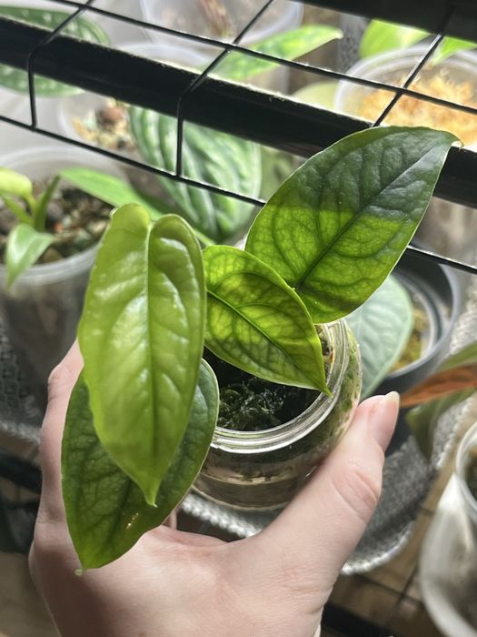 Monstera siltepecana