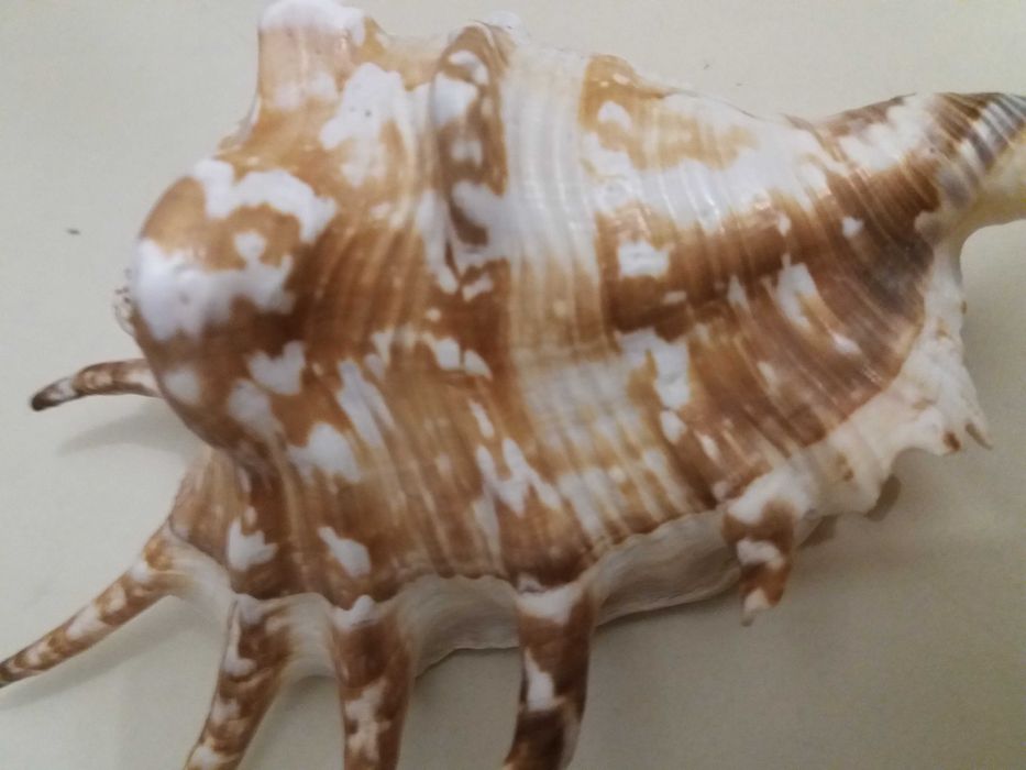 Ракушки для аквариума.