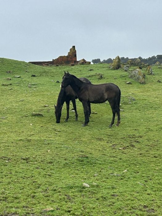2 plodros cruzados lusitano 2400€