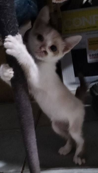 Gatinhos para adoção