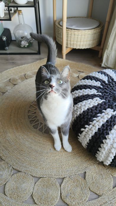 Pet sitting, passeios