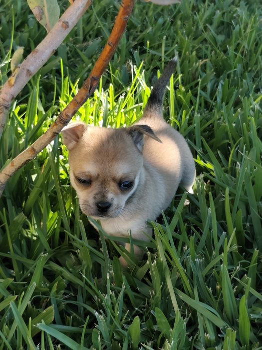 Fêmea Chihuahua disponível