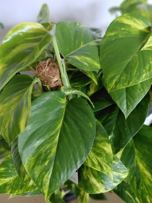 Epipremnum Mosstok Scindapsus na paliku. 60cm - WYSYŁKA