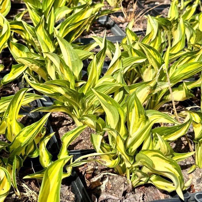 Funkia Hosta 'Lakeside Little Tuft' W DONICZCE 2.0L, Miniaturowa,