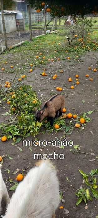 Cabritos micro MOCHOS