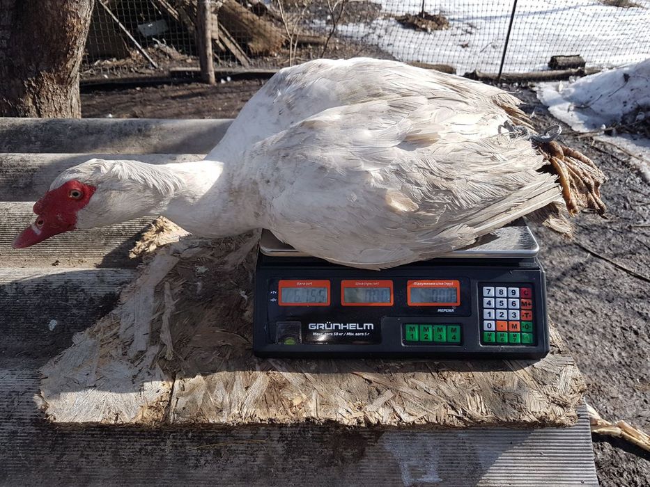 Племенной селезень мускусной утки (индоутки)