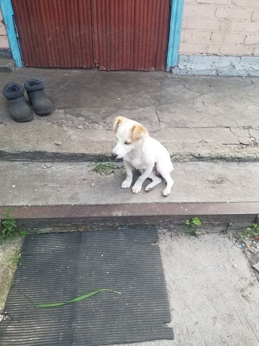 Шукаю хто загубив цуценя. Дівчинка. м.Кагарлик