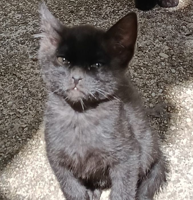 Gatinha bebé para adoção responsável