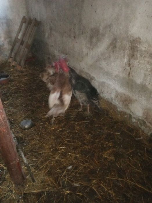 Sprzedam indyki, wylęg zeszłoroczny