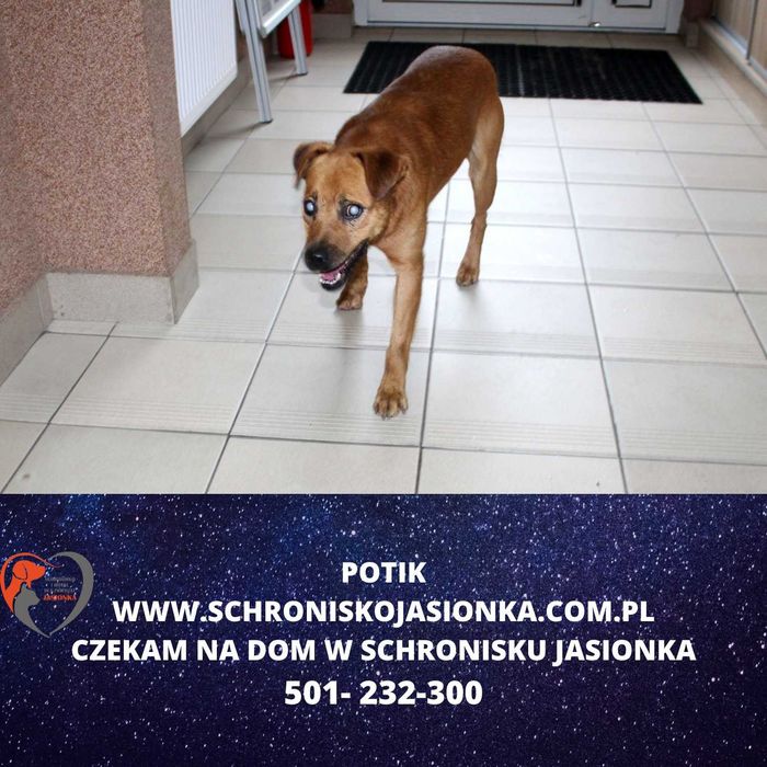 Potik do adopcji – Schronisko Jasionka