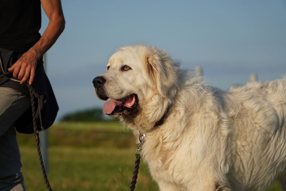 Achu_ w typie podhalana.