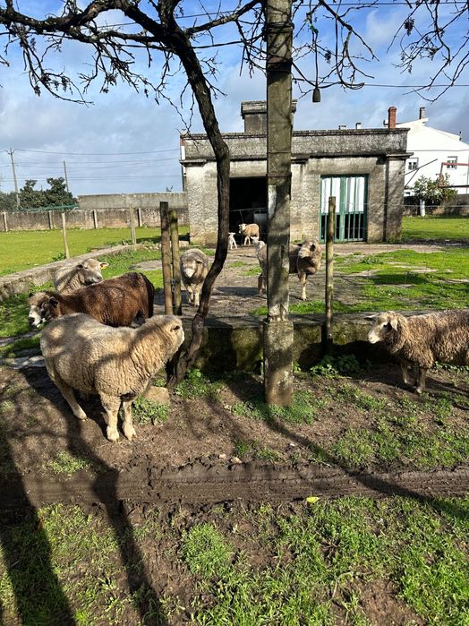 Ovelhas Île-de-France