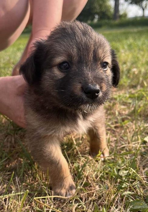 Маленьким дівчаткам потрібен дім