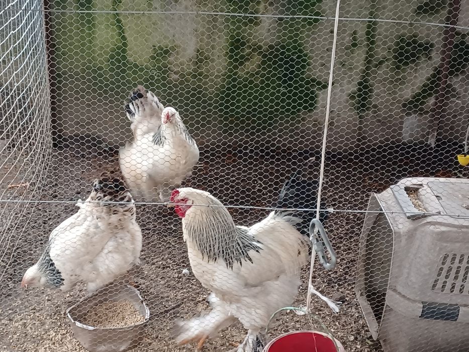 Aves capoeira  brahma light