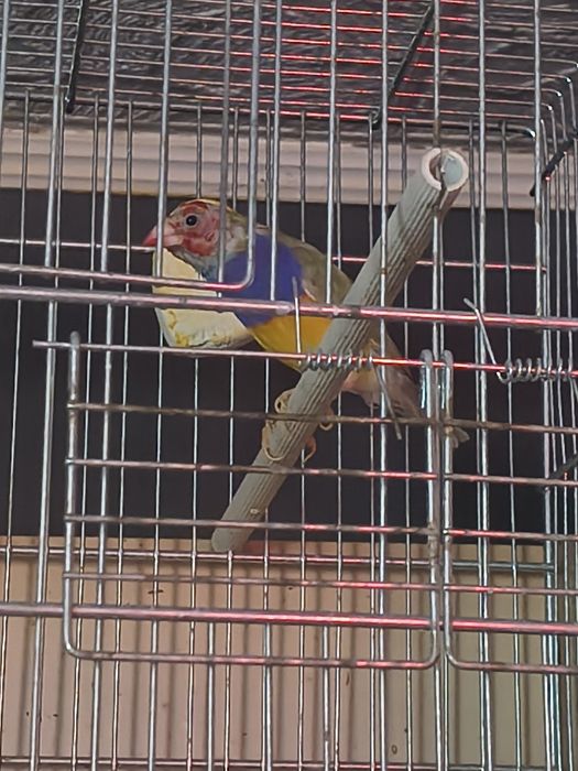 Sprzedam amadyne samca