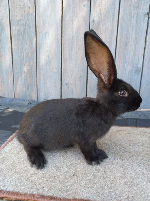 Німецький строкач