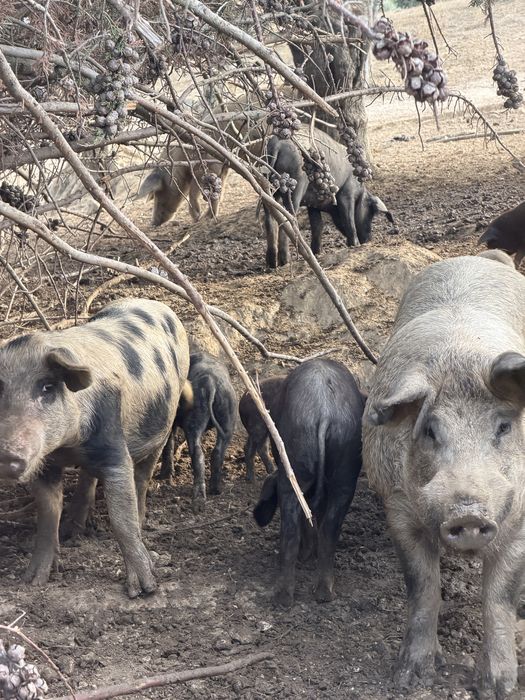 60 Porcos, Leitão, 1 ano e 2 anos