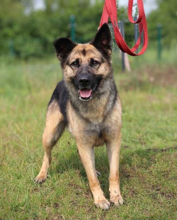 duży przyjazny pies czeka na dom