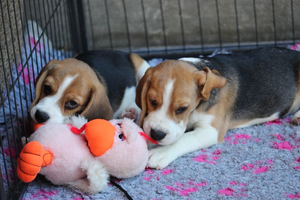 Лучшие мальчики бигля окраса триколор