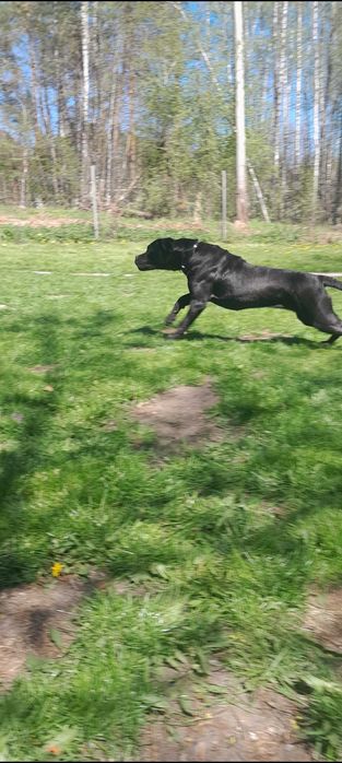 Suczka cane corso 18 miesiecy rodzice FCI OBRONNA !