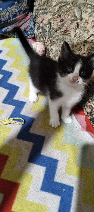 Gatinha para adoção responsável ela  estão com 2 mês