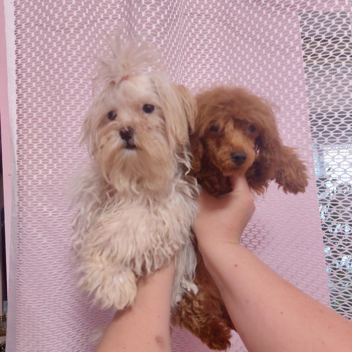 Мини песики мальтезе и пудель