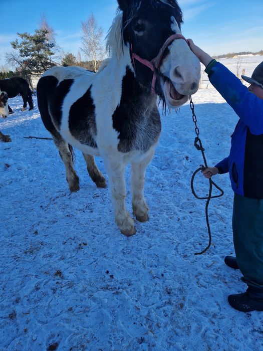 Sprzedam klacze zimnokrwiste zrebne