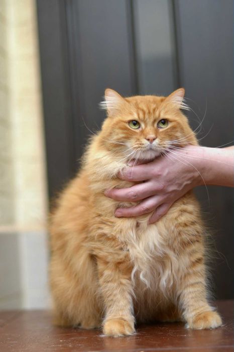 віддам кота, лагідний, 3 рочки