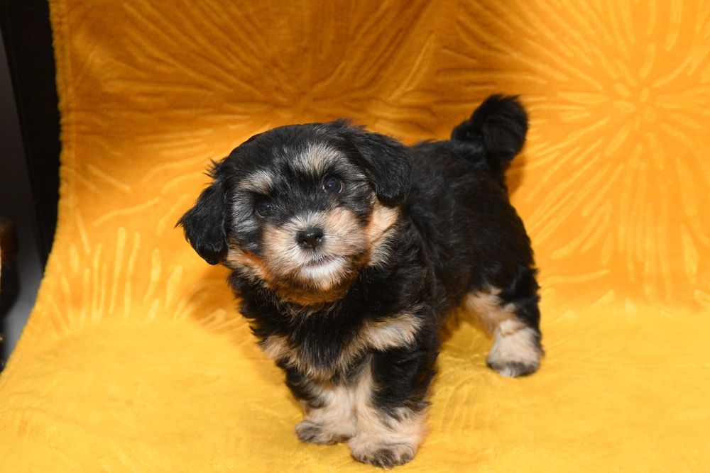 Piesek Hawańczyk z rodowodem ZHPR UCI