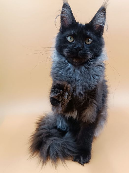 Чудова дівчинка Verra