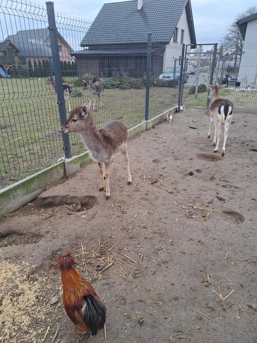 Daniel byczek Daniele