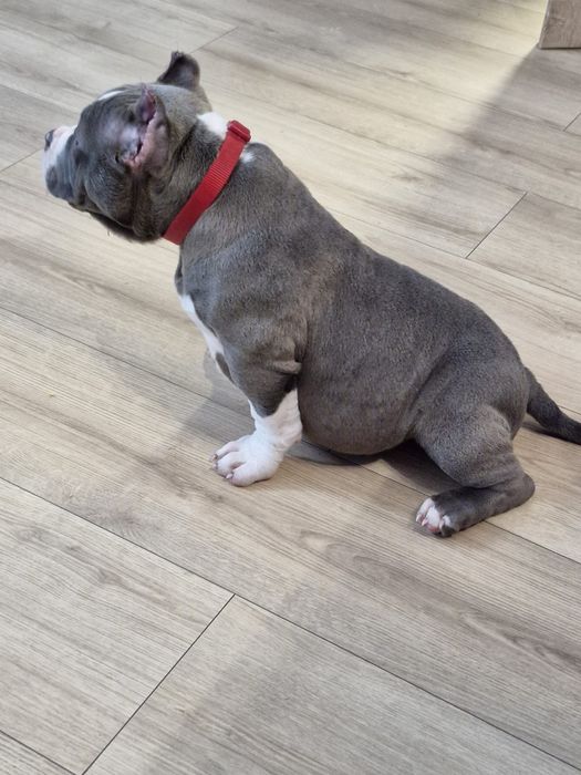 Piesek american bully